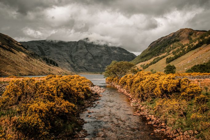 MASSES OF GORSE