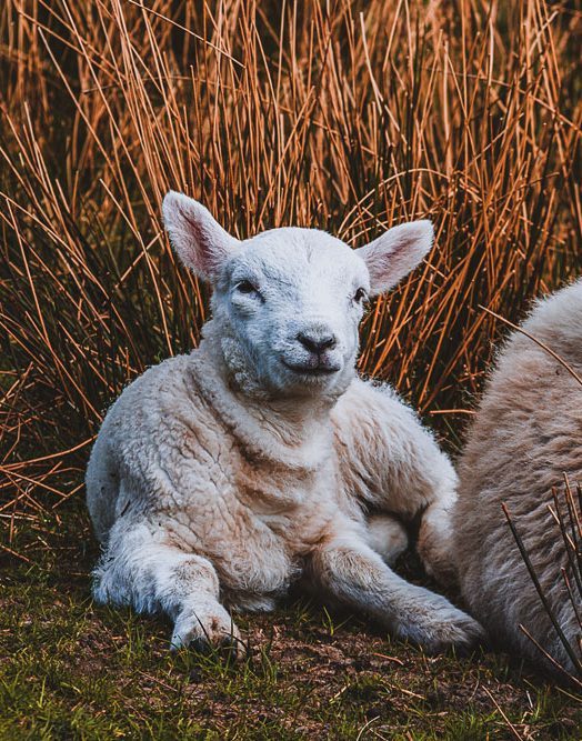 Young lamb Young lamb grazing in the remote landscape of Knoydart, Scottish Highlands.