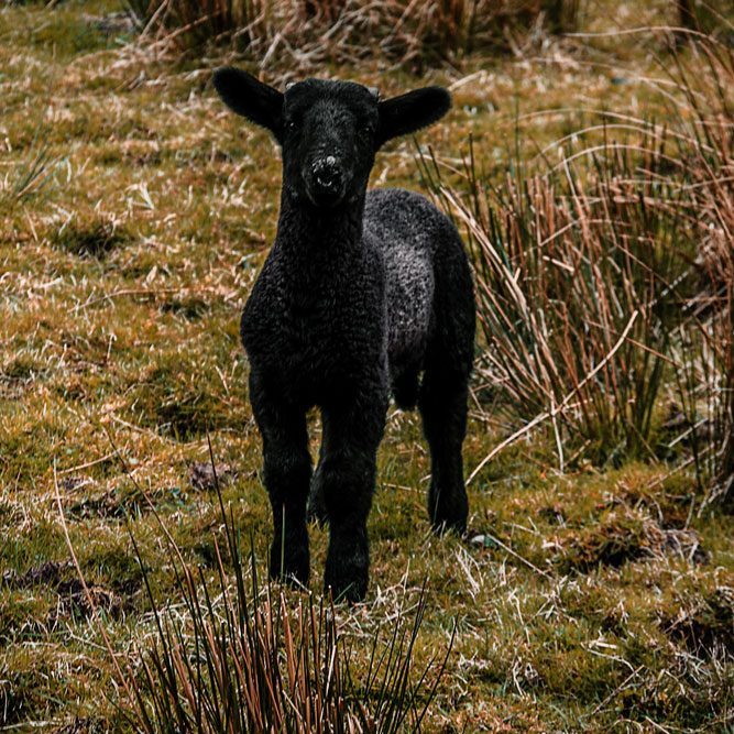 Black Scottish lamb grazing in Wester Ross, Scottish Highlands.