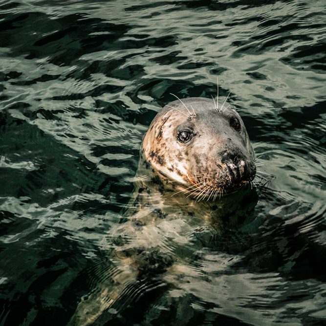 Common seal swimming off the coast of Wester Ross, Scotland.