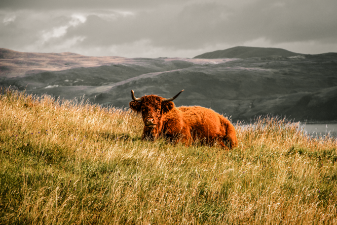 Highland cattle grazing on the Isle of Skye, Scotland.