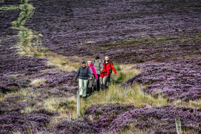PURPLE HEATHER