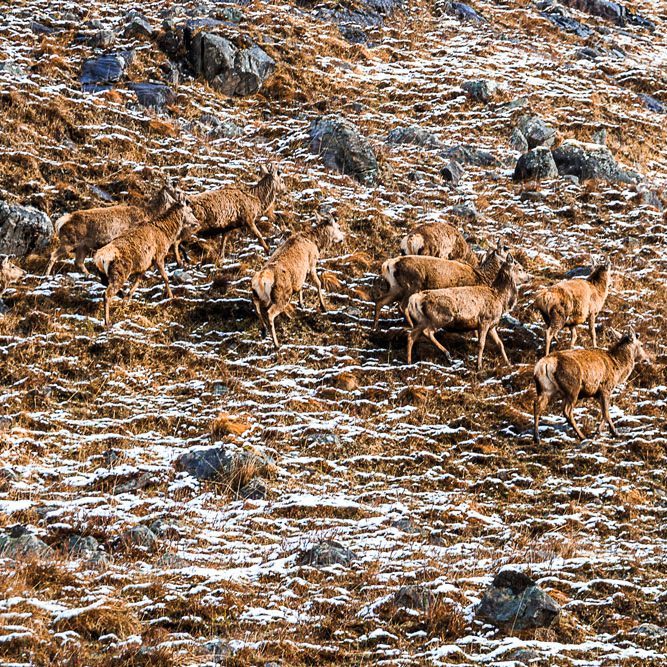 Herd of red deer crossing the mountains of Wester Ross, Scottish Highlands.