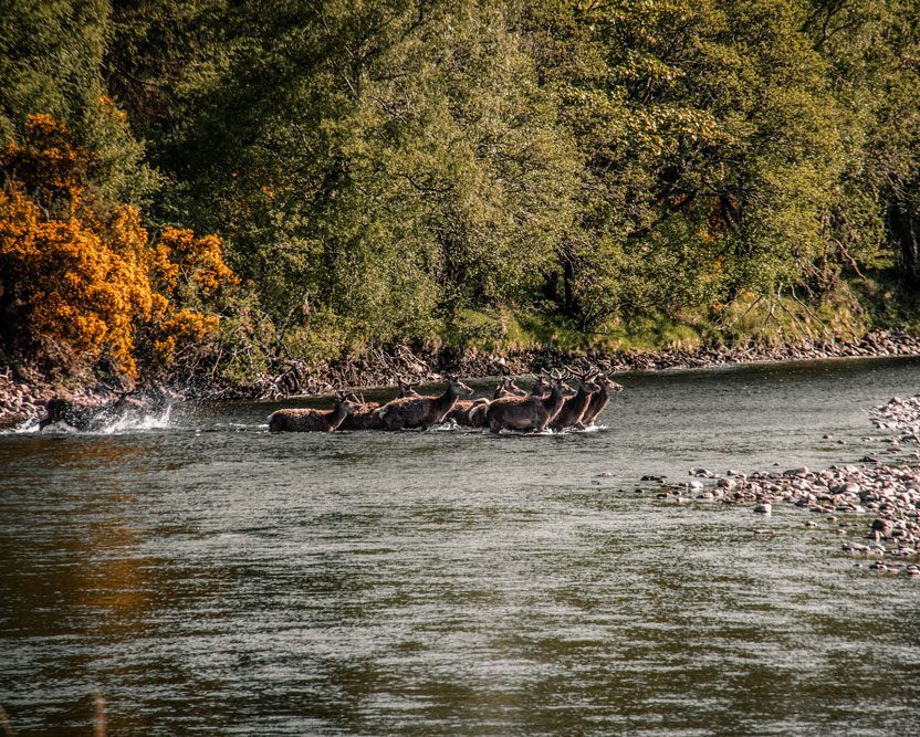 Red deer crossing a river in Wester Ross, Scottish Highlands.