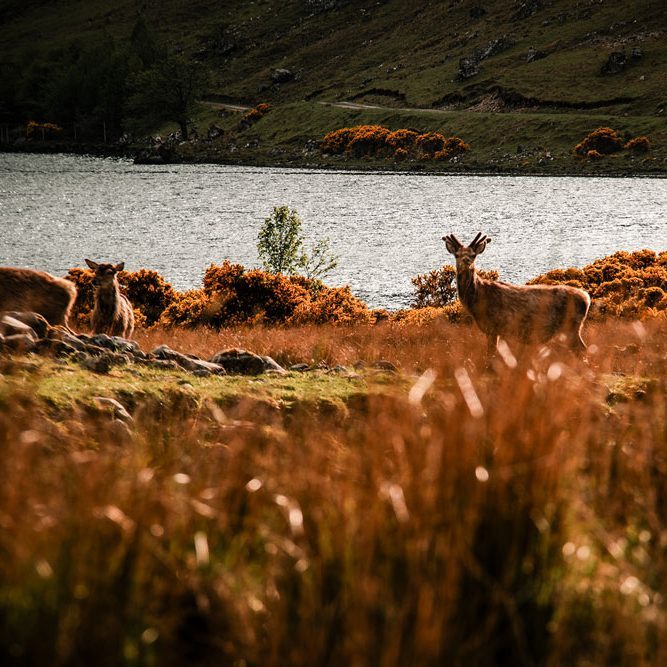 Red deer grazing beside a Highland loch in Wester Ross, Scottish Highlands.